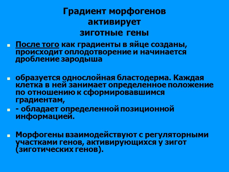 Градиент морфогенов активирует зиготные гены После того как градиенты в яйце созданы, Градиент морфогенов активирует зиготные гены После того как градиенты в яйце созданы,